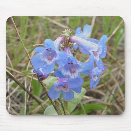 F3 Blaue Wildblumen Schlanke Blaue Bartfaden Mousepad (Vorne)
