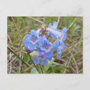 F3 Blaue Wildblumen Schlanke Blaue Bartfaden Postkarte