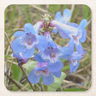 F3 Blaue Wildblumen Schlanke Blaue Bartfaden Rechteckiger Pappuntersetzer