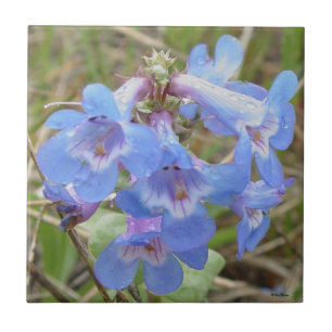 F3 Blaue Wildblumen schlanker Blauzungenkraut Fliese