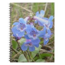 F3 Blaue Wildblumen schlanker Blauzungenkraut