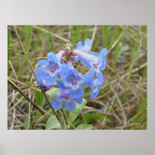 F3 Blaue Wildblumen schlanker Blauzungenkraut Poster
