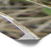 F3 Blaue Wildblumen schlanker Blauzungenkraut Poster (Ecke)