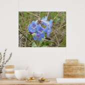 F3 Blaue Wildblumen schlanker Blauzungenkraut Poster (Küche)