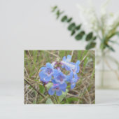 F3 Blaue Wildblumen schlanker Blauzungenkraut Postkarte (Stehend Vorderseite)