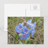 F3 Blaue Wildblumen schlanker Blauzungenkraut Postkarte (Vorne/Hinten)