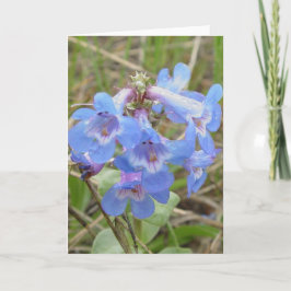 F3 Blaue Wildblumen Schmaler Blauzungenkraut Karte