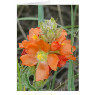 F40 Orange Wilde Blumen Scharlach-Malve