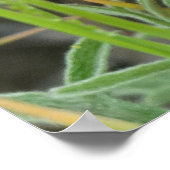 F40 Orangefarbene Wildblumen Poster (Ecke)