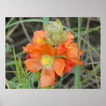 F40 Orangefarbene Wildblumen