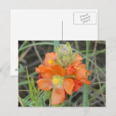 F40 Orangefarbene Wildblumen Postkarte (Vorne/Hinten)