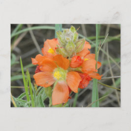 F40 Orangefarbene Wildblumen Postkarte