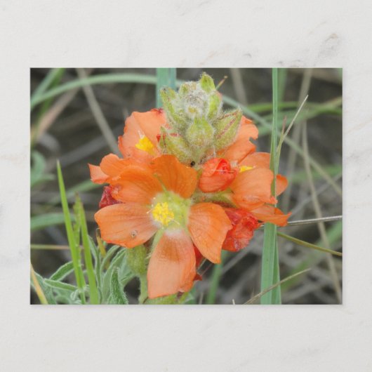 F40 Orangefarbene Wildblumen Postkarte (Vorderseite)