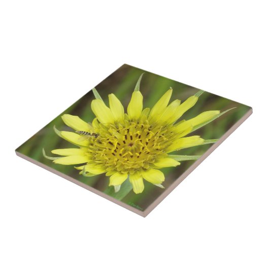 F41 Gelbe Wildblume Ziegenbart Fliese (Seite)