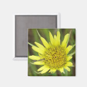 F41 Gelbe Wildblume Ziegenbart Magnet (Vorderseite/Rückseite)