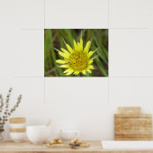 F41 Gelbe Wildblume Ziegenbart Poster (Küche)