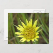 F41 Gelbe Wildblume Ziegenbart Postkarte (Vorne/Hinten)