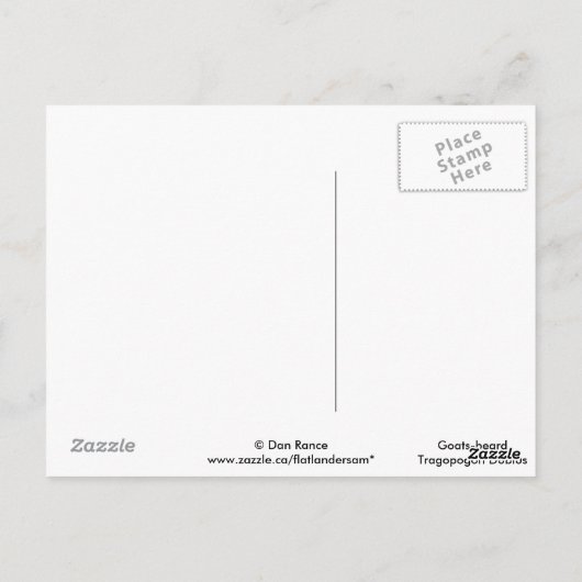 F41 Gelbe Wildblume Ziegenbart Postkarte (Rückseite)