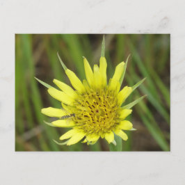 F41 Gelbe Wildblume Ziegenbart Postkarte
