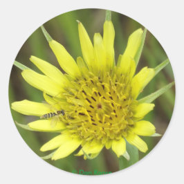 F41 Gelbe Wildblume Ziegenbart Runder Aufkleber