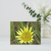 F41 Gelbe Wilde Bocksbart Postkarte (Stehend Vorderseite)