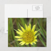 F41 Gelbe Wilde Bocksbart Postkarte (Vorne/Hinten)