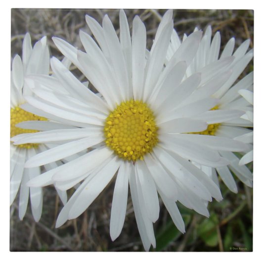 F42 Weiße Wildblumen glatter Aster Fliese (Vorderseite)