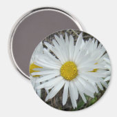 F42 Weiße Wildblumen glatter Aster Magnet (Vorderseite/Rückseite)