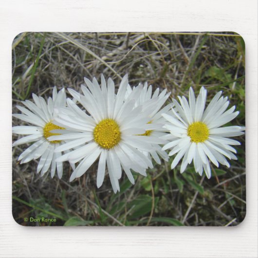 F42 Weiße Wildblumen Glatter Aster Mousepad (Vorne)