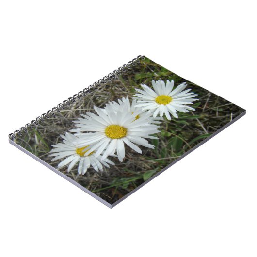 F42 Weiße Wildblumen glatter Aster Notizblock (Linke Seite)