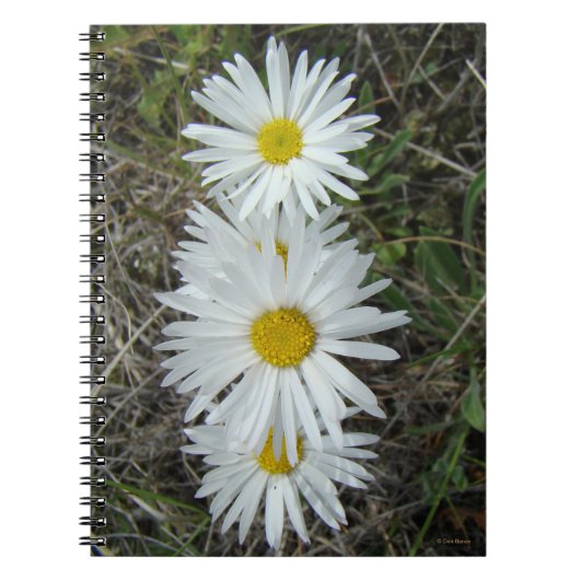 F42 Weiße Wildblumen glatter Aster Notizblock (Vorderseite)