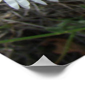 F42 Weiße Wildblumen glatter Aster Poster (Ecke)