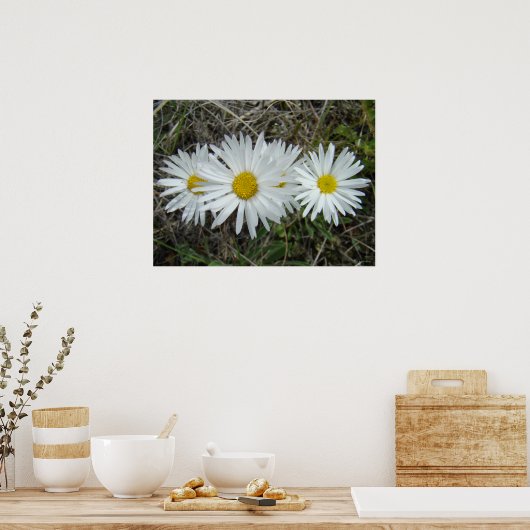 F42 Weiße Wildblumen glatter Aster Poster (Küche)