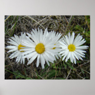 F42 Weiße Wildblumen Glatter Aster Poster