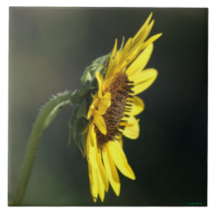 F43 Gelbe Wildblume Black-eyed Susan Fliese