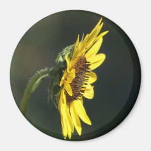F43 Gelbe Wildblume Black-eyed Susan Magnet