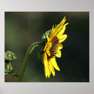 F43 Gelbe Wildblume Black-eyed Susan Poster
