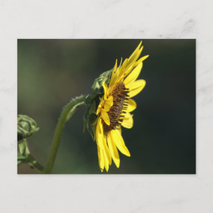 F43 Gelbe Wildblume Black-eyed Susan Postkarte