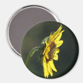 F43 Gelbe Wildblume Schwarz-mit Augen Susan Magnet (Vorderseite/Rückseite)