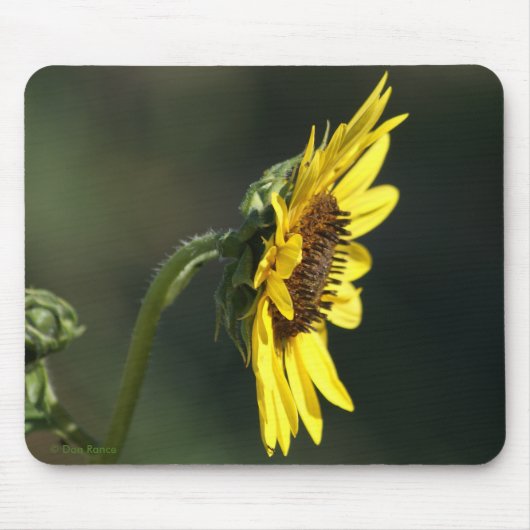 F43 Gelbe Wildblume Schwarz-mit Augen Susan Mousepad (Vorne)