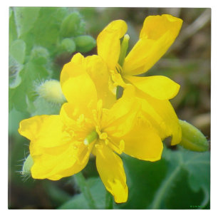 F44 Gelbe Wildblumen Wilder Senf Fliese