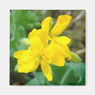 F44 Gelbe Wildblumen Wilder Senf Magnet