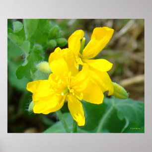 F44 Gelbe Wildblumen Wilder Senf Poster