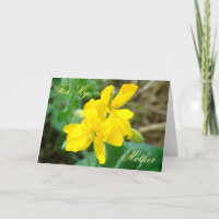 F44 Gelbe Wildblumen WildSenf