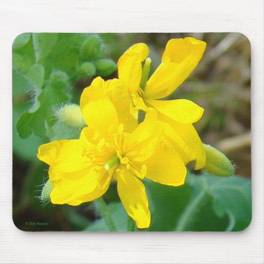 F44 Gelbe Wildblumen WildSenf Mousepad (Vorne)