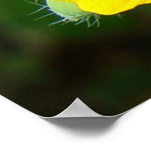 F44 Gelbe Wildblumen WildSenf Poster (Ecke)
