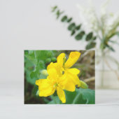 F44 Gelbe Wildblumen WildSenf Postkarte (Stehend Vorderseite)