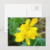 F44 Gelbe Wildblumen WildSenf Postkarte (Vorne/Hinten)