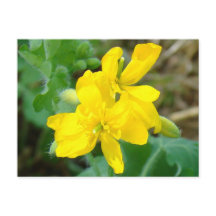 F44 Gelbe Wildblumen WildSenf