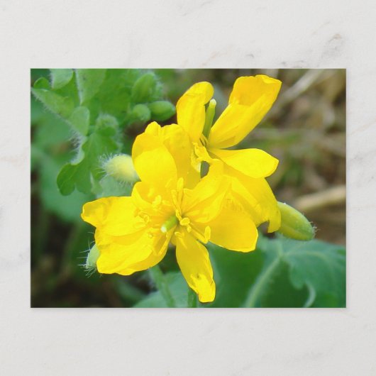 F44 Gelbe Wildblumen WildSenf Postkarte (Vorderseite)